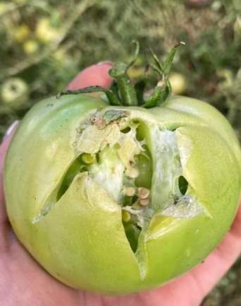 HortiCrece y CORFO trabajan para ir en apoyo de los agricultores afectados por las lluvias