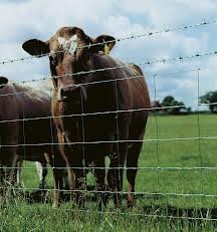 Pequeños agricultores pueden postular a fondos para recuperar el potencial productivo de los suelos