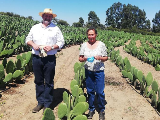 En Litueche producen polvo de Nopal, un súper alimento con propiedades nutricionales y medicinales