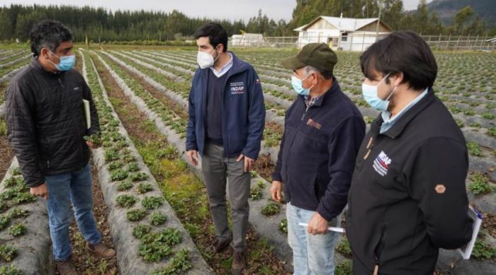 En O’Higgins y otras regiones se constituyen mesas de trabajo para abordar plaga de la frutilla