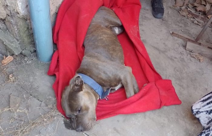 Tras denuncia de municipio detienen a hombre por maltrato animal