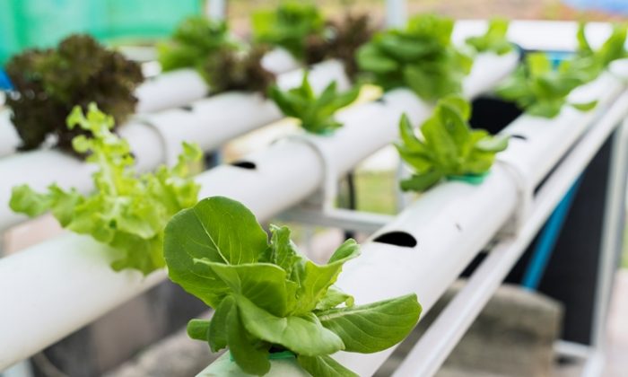 HortiCrece será parte de la feria Macfrut Italia exponiendo sobre ‘Experiencias regionales innovadoras’ de O’Higgins