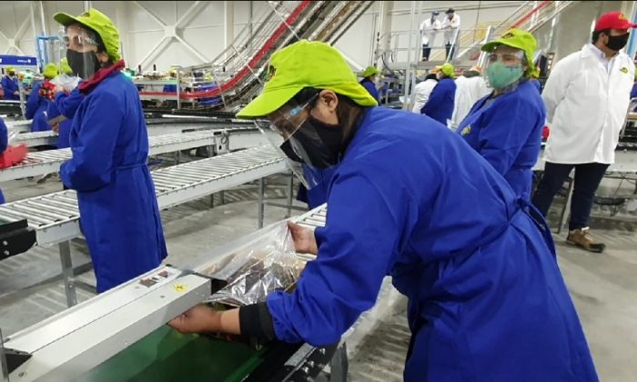 Estudio revela características y dinámicas del empleo agrícola en O’Higgins