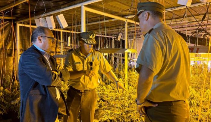 “Estamos desbaratando un crimen organizado dedicado al cultivo millonario de marihuana”