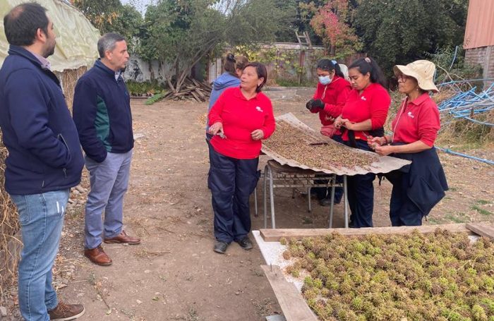 En el Día de la madre CONAF destaca la labor de las mujeres que semillan y dan vida a miles de plantas
