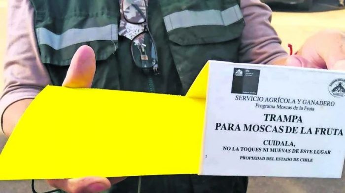 SAG inició campaña de erradicación de mosca de la fruta en Chimbarongo