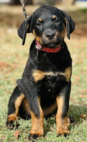Canes adiestrados de Gendarmería participarán en el Día de los Patrimonios