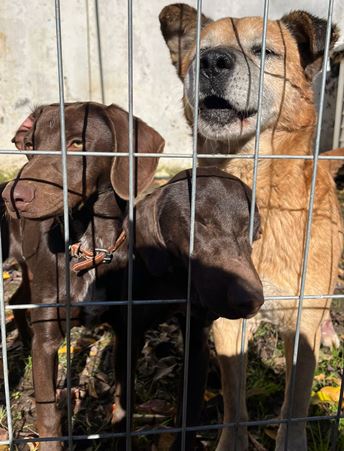 Albergue de Emergencia de Graneros entrega protección a once mascotas de familias afectadas por sistema frontal