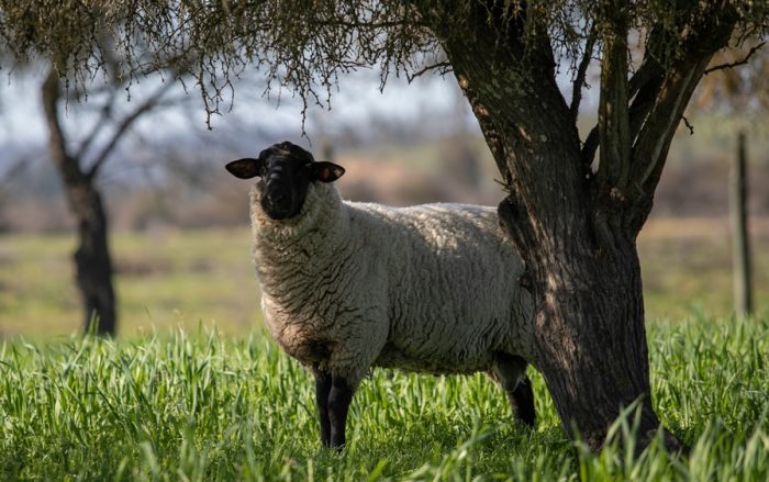 Lana de Oveja: Una fibra versátil, recurso valioso para la Agricultura Sostenible