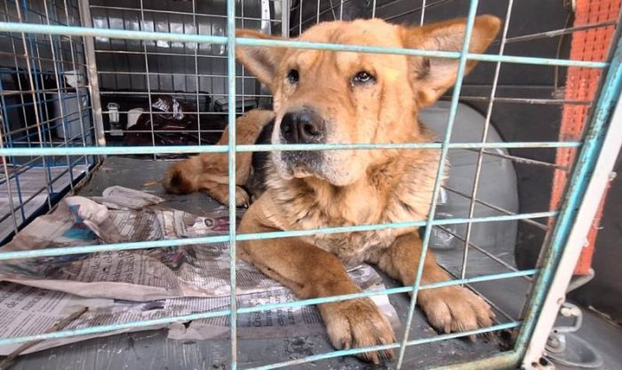 Municipio de Rancagua realiza nuevo rescate de perros maltratados