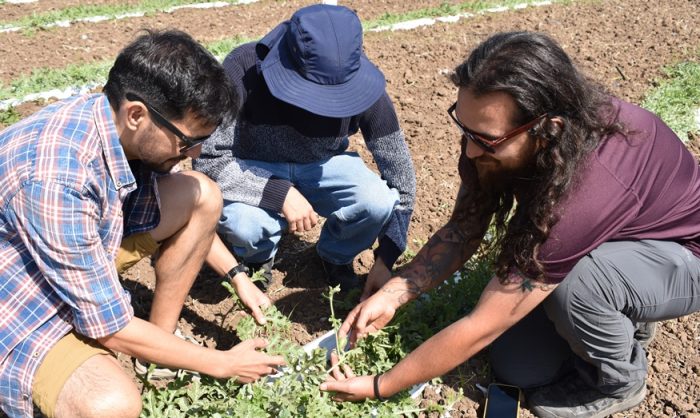 CEAF impulsa el desarrollo de la producción hortícola en O’Higgins con una nueva línea de investigación
