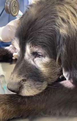 Municipio de Rancagua rescata nuevamente a mascota en grave estado de abandono