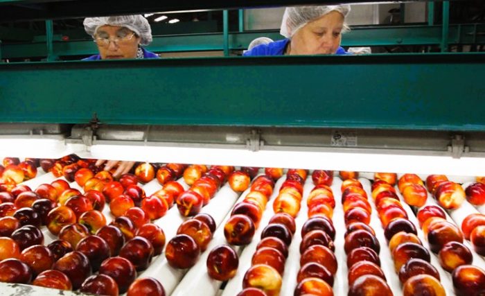 Estudio del Observatorio Laboral UOH analiza dos importantes ocupaciones del sector agrícola