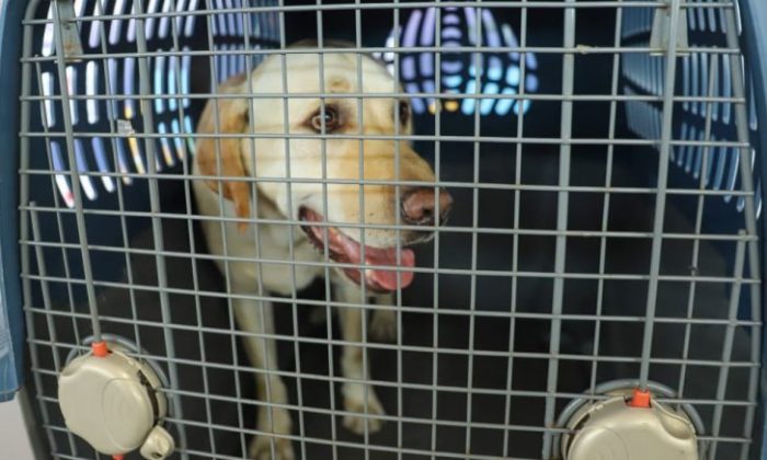 Ministerio de Agricultura recomienda informarse y programarse para viajar con mascotas al extranjero