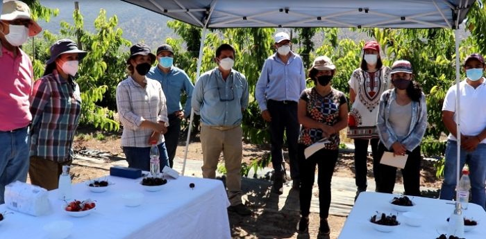 CORFO apoya desarrollo de variedades de cerezas 100% chilenas para fortalecer el crecimiento y las exportaciones de esta industria nacional