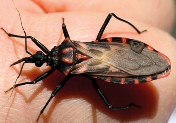 Día Mundial Enfermedad de Chagas: En O´Higgins se notificaron 41 casos el año 2021