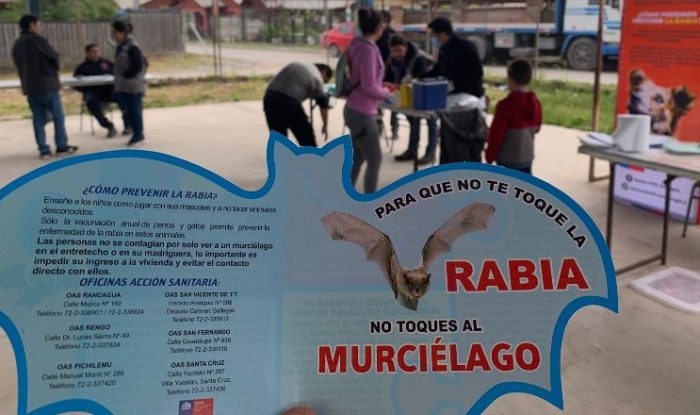 Murciélagos con Rabia fueron detectados en Rancagua, San Vicente y San Fernando