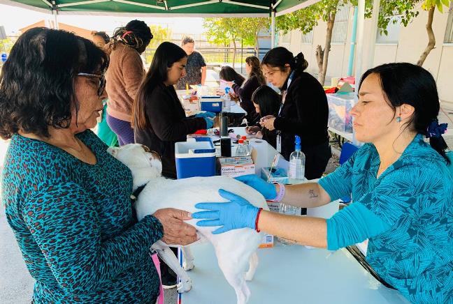 Día Mundial contra la Rabia: SEREMI de Salud O’Higgins y Municipalidad de Rancagua realizan vacunación antirrábica